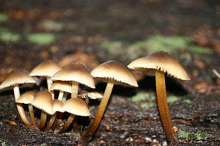 Маленький гриб. Мицена Наклоненная Mycena inclinata. Mycena crocata. Мицена шляпочный гриб. Мицена коричневая.