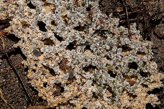 <i>Myrmecopterula nudihortorum</i> Species of fungus