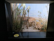 Natural History Museum of Bern: lesser kudu collected by Bernard de Watteville on the Uaso Nyiro in northern Kenya, November 1923