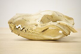 Thylacine skull (NML-VZ 1963.173.131) held at World Museum, Liverpool.