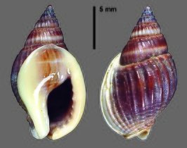 Nassarius leptospira