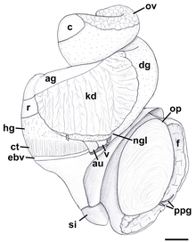Apertural view of anatomy of Oligohalinophila dorri.
ag, albumen gland;
au, auricle;
c, caecum;
ct, ctenidium;
dg, digestive gland;
ebv, efferent branchial vein;
f, foot;
hg, hypobranchial gland;
kd, kidney;
ngl, nephridial gland;
op, operculum;
ov, ovary;
ppg, propodial pedal gland;
r, rectum;
si, siphon;
v, ventricle. Nassodonta dorri anatomy.png