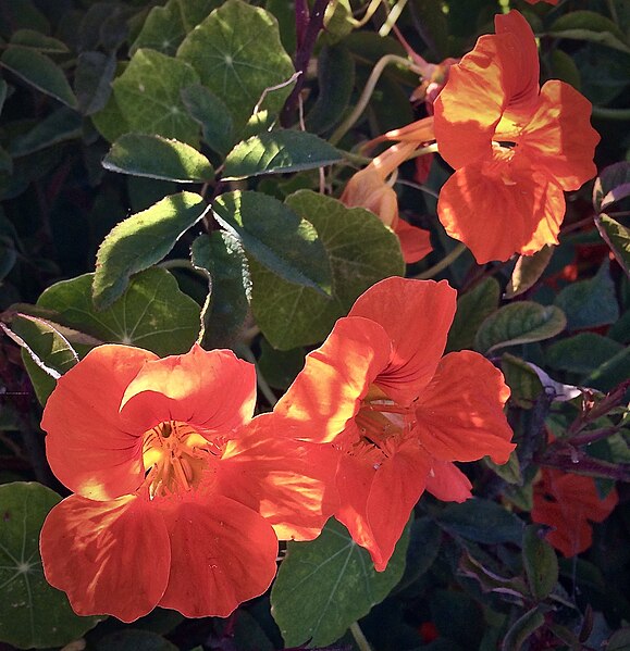 File:Nasturtiums in the sun - Flickr - Pete Tillman.jpg