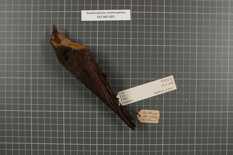 File:Naturalis Biodiversity Center - RMNH.AVES.153448 1 - Xanthocephalus xanthocephalus (Bonaparte, 1826) - Icteridae - bird skin specimen.jpeg