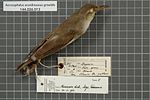 Thumbnail for Basra reed warbler