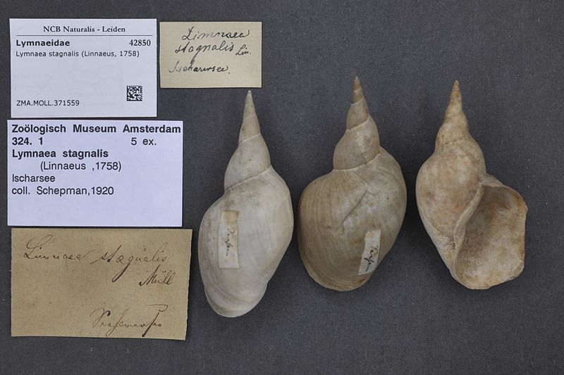 File:Naturalis Biodiversity Center - ZMA.MOLL.371559 - Lymnaea stagnalis (Linnaeus, 1758) - Lymnaeidae - Mollusc shell.jpeg