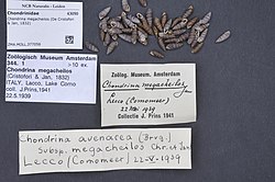 Chondrina megacheilos, nicht unbedingt die Unterart burtscheri