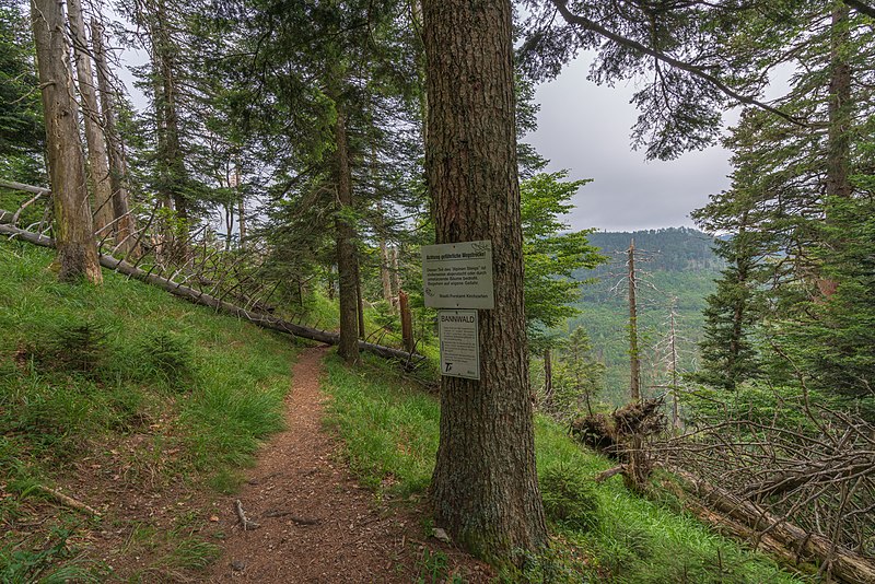 File:Naturschutzgebiet Feldberg (Black Forest) - Alpiner Steig am Feldberg - Bild 01.jpg