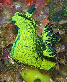 Nembrotha milleri.jpg