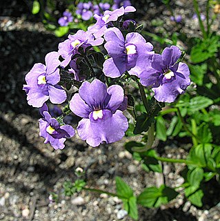 <i>Nemesia caerulea</i> Species of flowering plant