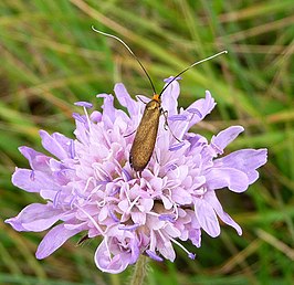 Nemophora scabiosella