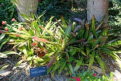 Description de l'image Neoregelia carcharodon - Marie Selby Botanical Gardens - Sarasota, Florida - DSC01728.jpg.