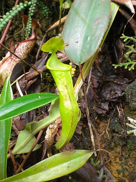 File:Nepenthes Mount Hamiguitan Range2.jpg