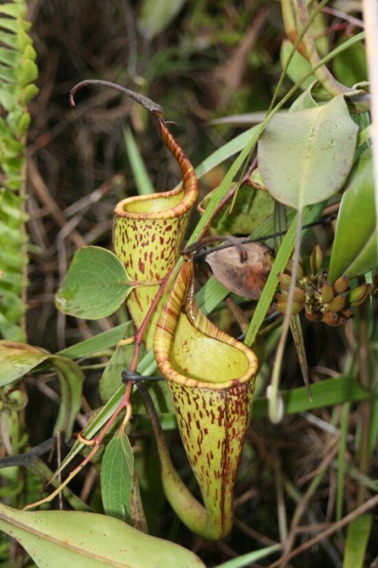 Nepenthes fusca from Mount Alab in the Crocker Range