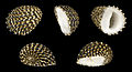 * Nomination Shell of a Snake-skin Nerite, Nerita exuvia --Llez 05:39, 1 June 2013 (UTC) * Promotion Good -- George Chernilevsky 06:12, 1 June 2013 (UTC)