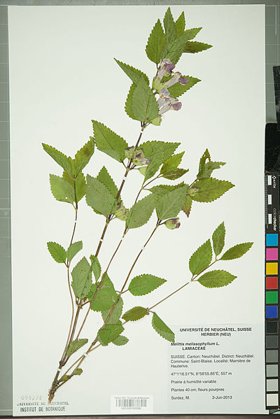 File:Neuchâtel Herbarium - Melittis melissophyllum - NEU000100336.jpg