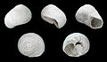 * Nomination Shell of a fossil Atlantic Moon Snail, Neverita duplicata --Llez 05:02, 4 September 2012 (UTC) * Promotion Good quality. --JDP90 08:44, 4 September 2012 (UTC)
