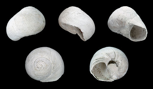 Neverita duplicata (fossil)