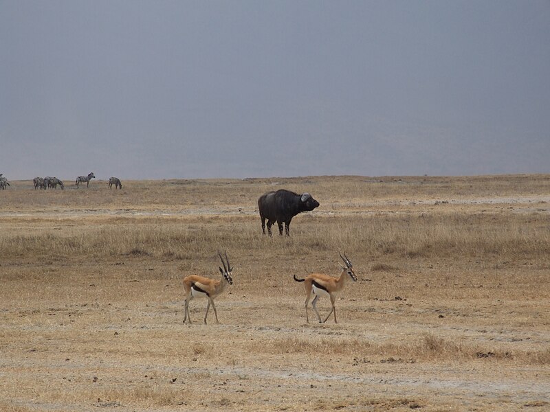 File:Ngorongoro mammals 02.jpg
