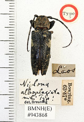 <i>Niphona alboplagiata</i> Species of beetle