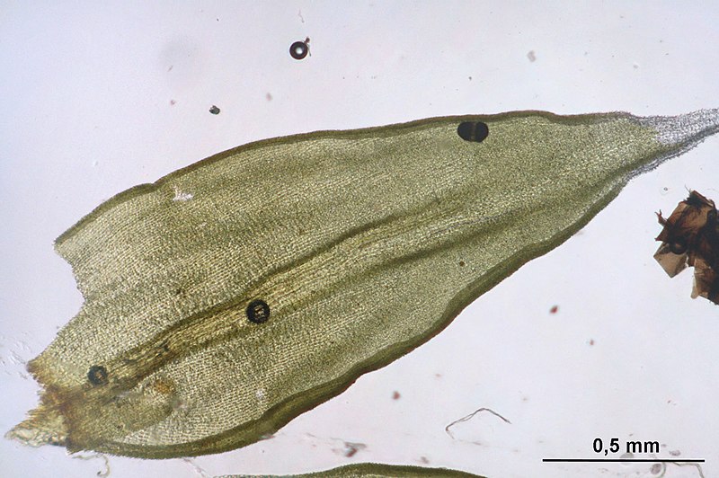 File:Niphotrichum canescens (b, 113327-471443) 0499.JPG