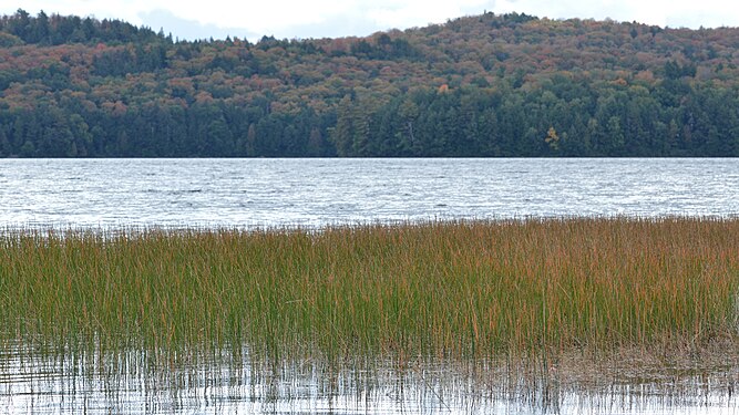 North Tea Lake