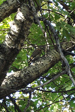 Northern Flicker (Colaptes auratus)