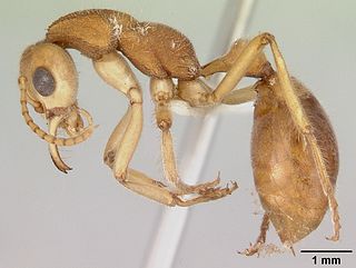 Prionomyrmecini Tribe of ants