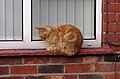 2014-05-10 A marmalade cat on a windowsill.