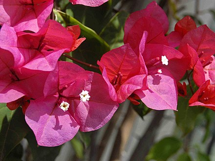 Bougainvillea \u00d7 buttiana - Wikipedia