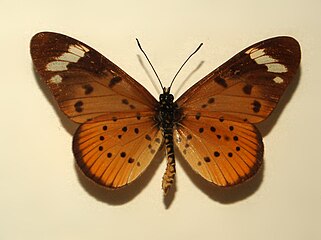 Nymphalidae - Acraea encedon.JPG