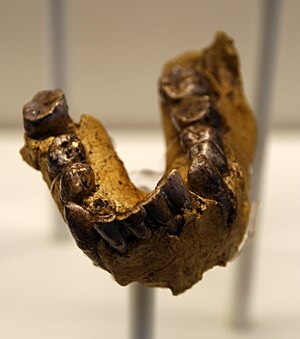 The fossil OH 7 (replica), the holotype of Homo habilis