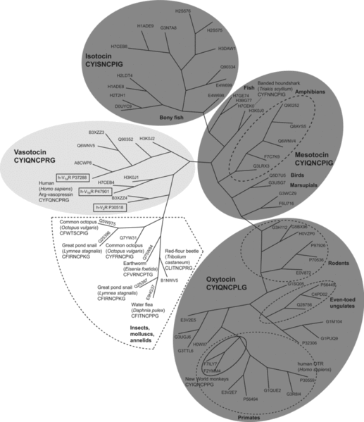 File:OTR evolutionary tree.gif