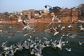 Oiseaux sur le Gange à Bénarès (6).jpg