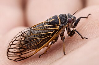 <i>Okanagana synodica</i> Species of true bug