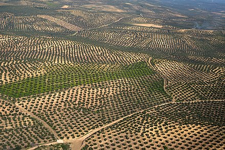 Olive orchards in Andalusia.