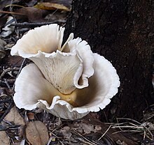 Champignon blanchâtre en éventail ou en forme d'entonnoir poussant au pied d'un arbre.