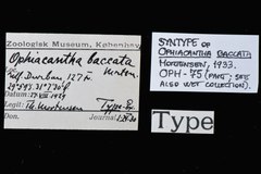 File:Ophiacantha baccata - OPH-000075 label.tif (Category:Echinodermata in the Natural History Museum of Denmark)