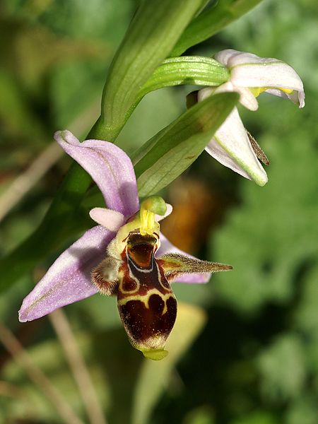 File:Ophrys crassicornis Griechenland 113.jpg