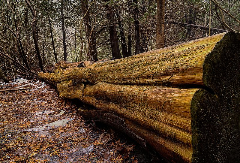 File:Orchard Trail within Rouge Park.jpg