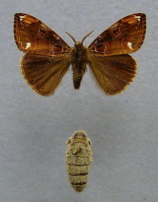 <i>Telochurus recens</i> Species of moth