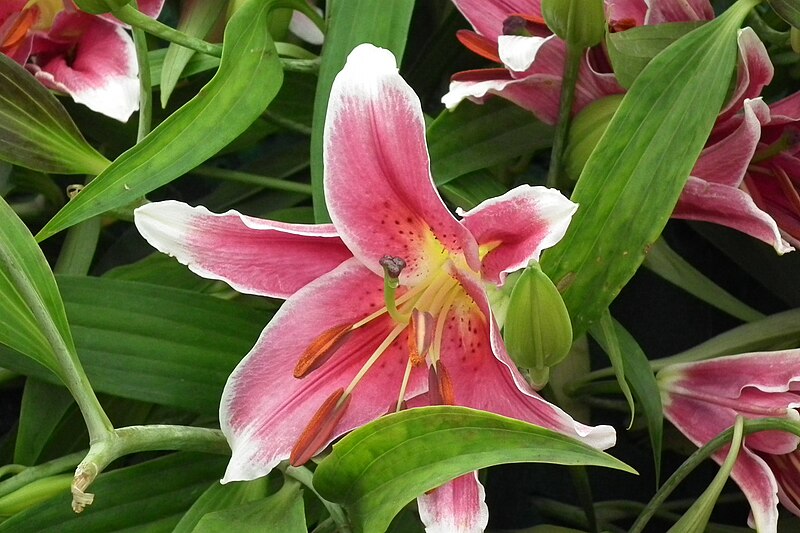 File:Oriental Lilium 7284.JPG