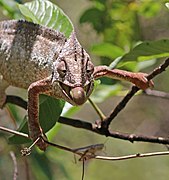 Oustalet's chameleon (Furcifer oustaleti) male feeding Anja Community Reserve 1e