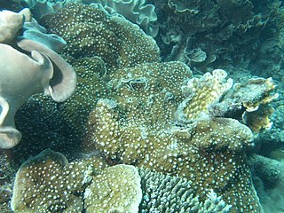 <i>Oxypora lacera</i> Species of coral