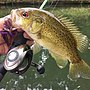 Thumbnail for Ozark bass