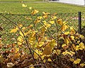 * Nomination Vitis vinifera on Johannaweg, Pörtschach, Carinthia, Austria -- Johann Jaritz 03:55, 24 November 2020 (UTC) * Promotion  Support Good quality. --XRay 04:43, 24 November 2020 (UTC)