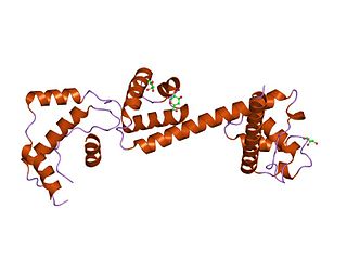 <span class="mw-page-title-main">HAND domain</span> Type of protein domain