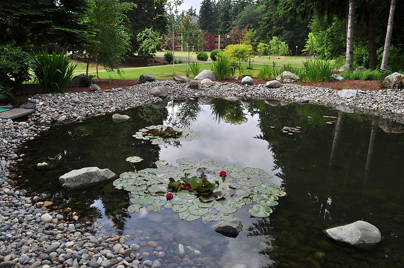 File:PLU - pond behind Anderson University Center02.jpg