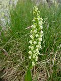 Миниатюра для Файл:PSEUDORCHIS ALBIDA - GENTO - IB-819 (Orquis blanc).JPG