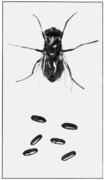 PSM V81 D046 Common house or typhoid fly.png